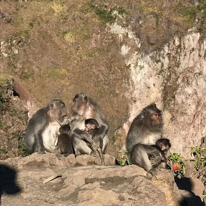 Long-tailed macaques sitting on rocks near the crater rim